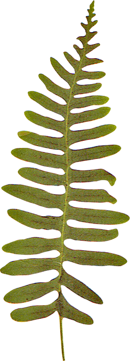 Flower Plant Texture